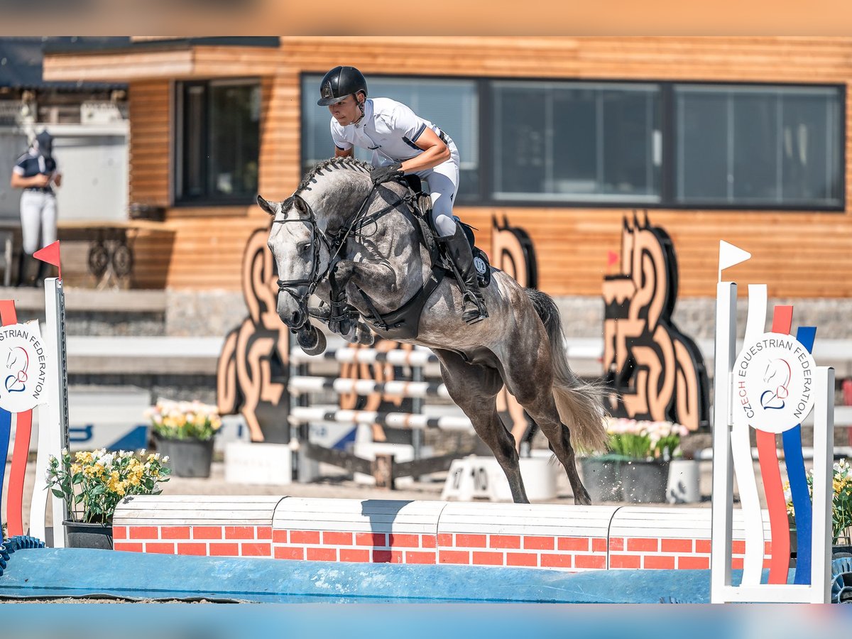 Caballo de salto Oldenburgo Caballo castrado 5 años Tordo in Zduchovice