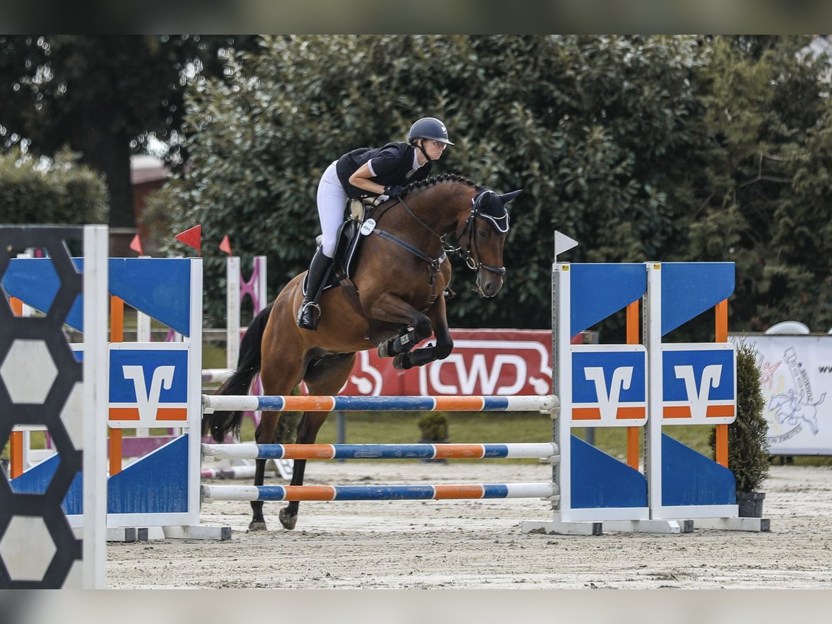 Caballo de salto Oldenburgo Caballo castrado 6 años 163 cm Castaño in Wedemark