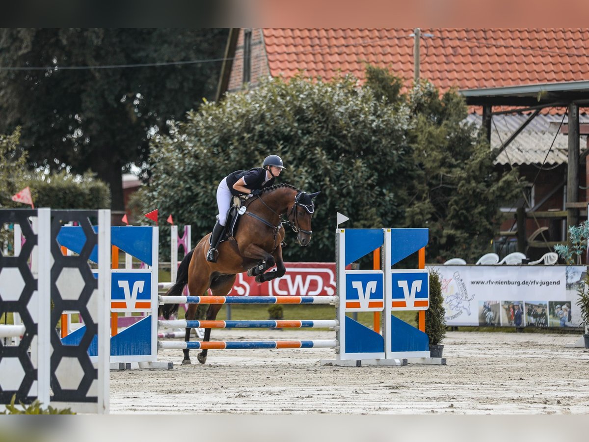 Caballo de salto Oldenburgo Caballo castrado 6 años 163 cm Castaño in Wedemark