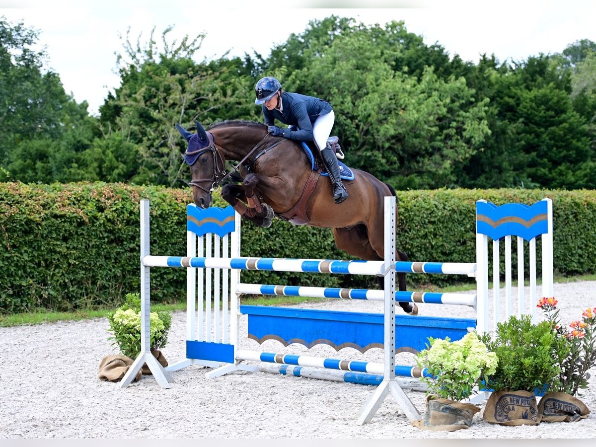 Caballo de salto Oldenburgo Caballo castrado 6 años 165 cm Castaño in Wardenburg