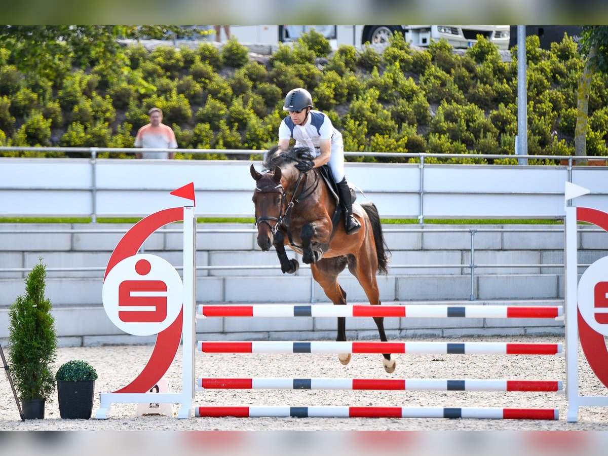 Caballo de salto Oldenburgo Caballo castrado 6 años 166 cm Castaño in Penig