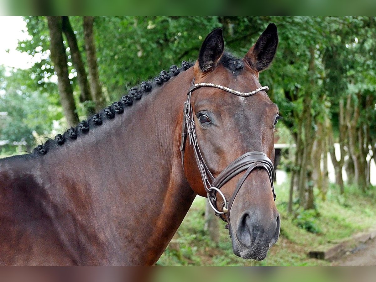 Caballo de salto Oldenburgo Caballo castrado 6 años 166 cm Castaño oscuro in Bad Wörishofen