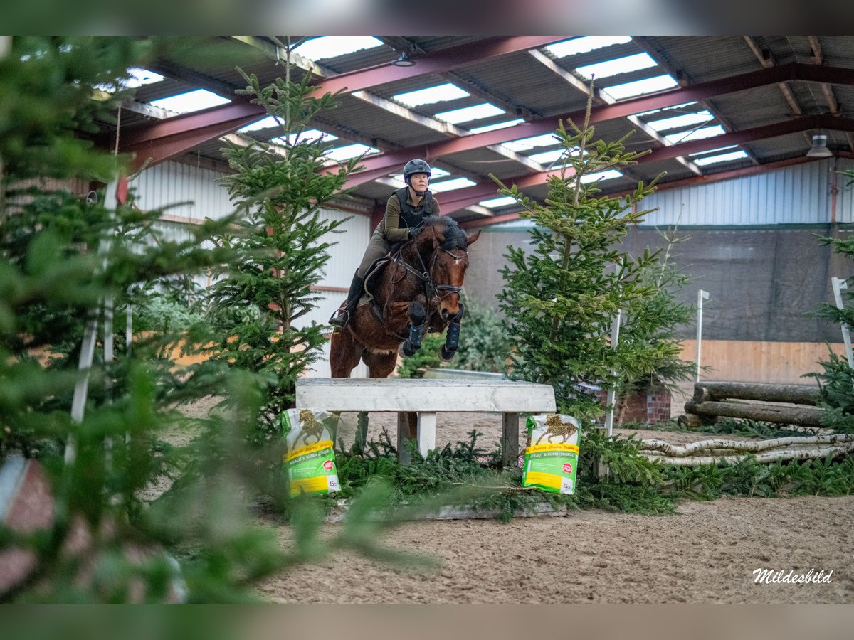 Caballo de salto Oldenburgo Caballo castrado 6 años 168 cm Castaño in Esens