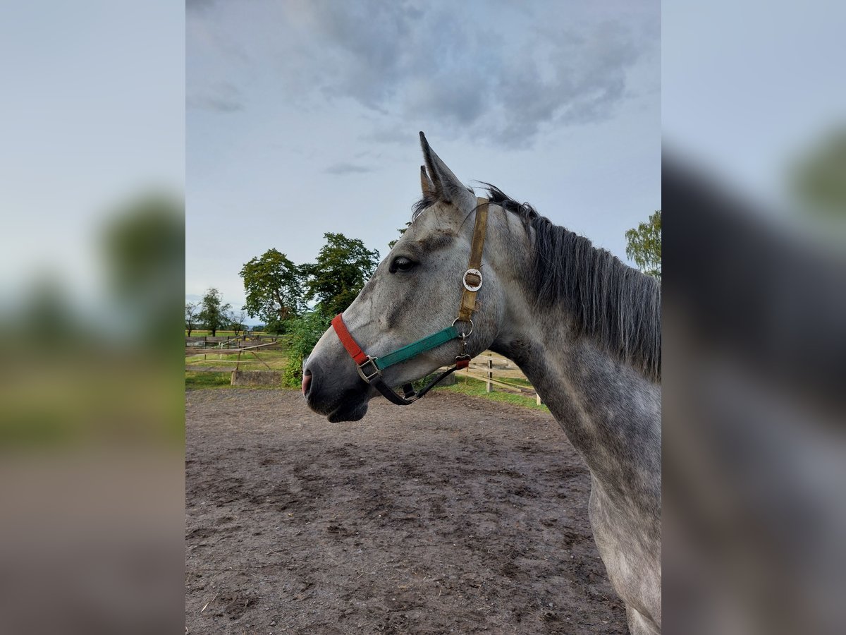 Caballo de salto Oldenburgo Caballo castrado 6 años 170 cm Tordo in Wabern- Hebel