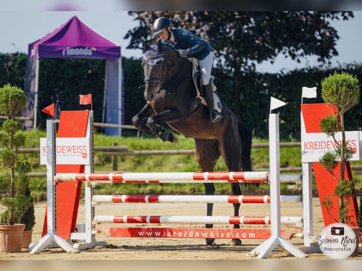 Caballo de salto Oldenburgo Caballo castrado 6 años 171 cm Morcillo in Kalletal