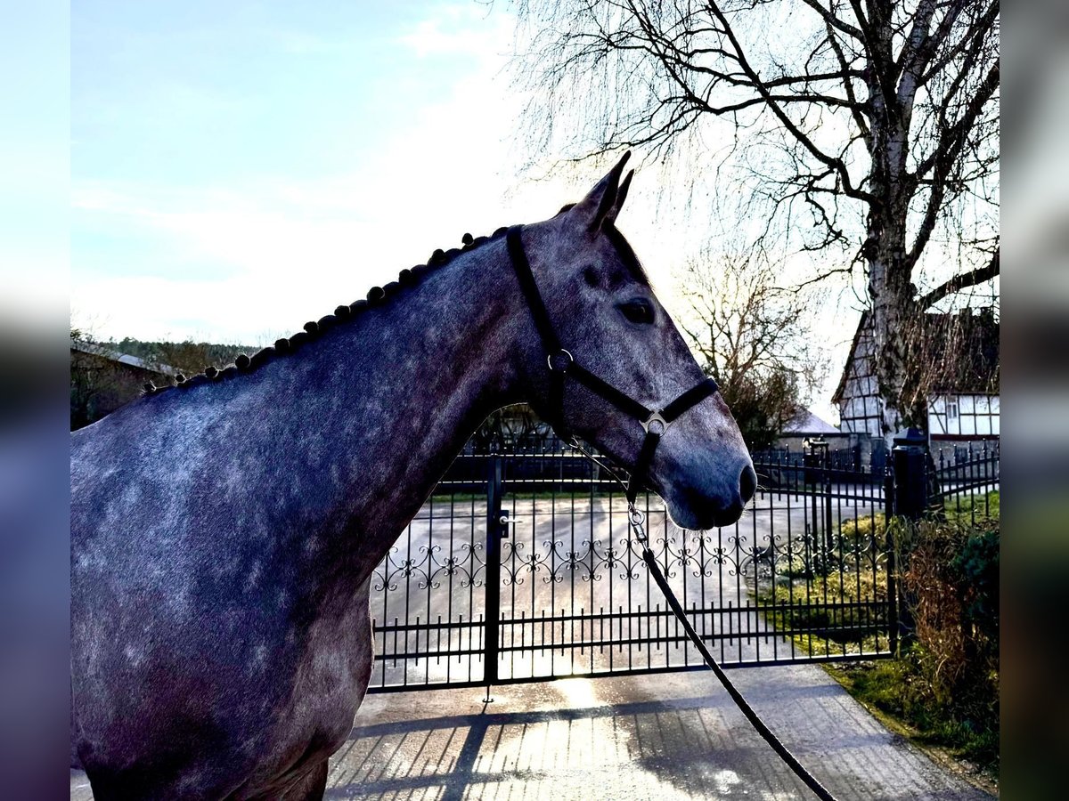 Caballo de salto Oldenburgo Caballo castrado 6 años 172 cm Musgo in Sangerhausen