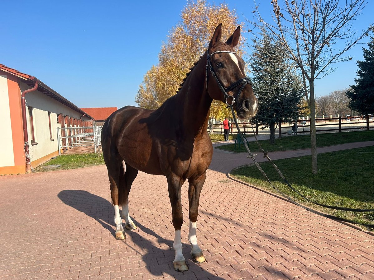 Caballo de salto Oldenburgo Caballo castrado 6 años 178 cm Alazán-tostado in Prostějov