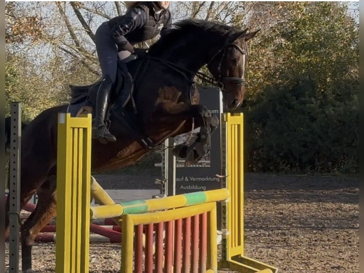 Caballo de salto Oldenburgo Caballo castrado 7 años 166 cm Castaño oscuro in Sottrum