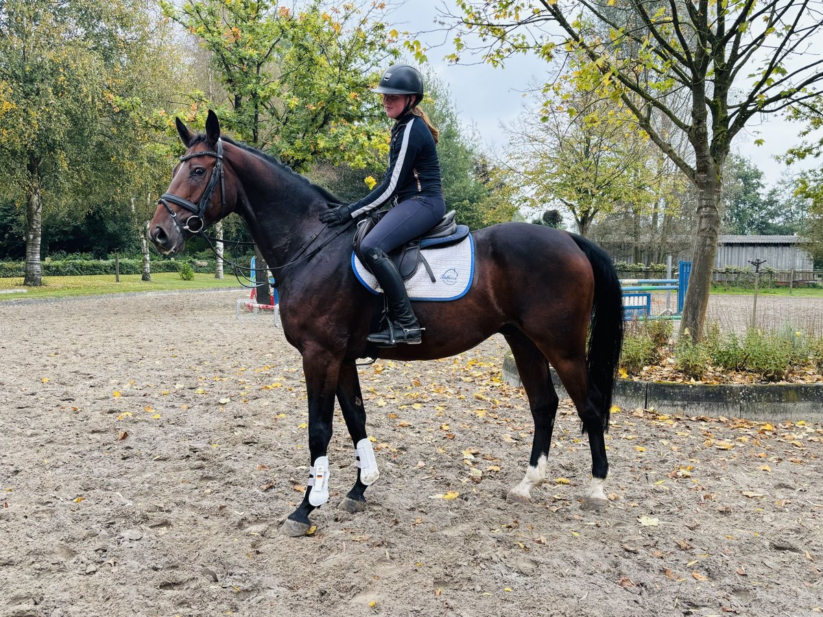 Caballo de salto Oldenburgo Caballo castrado 7 años 166 cm Castaño oscuro in Sottrum