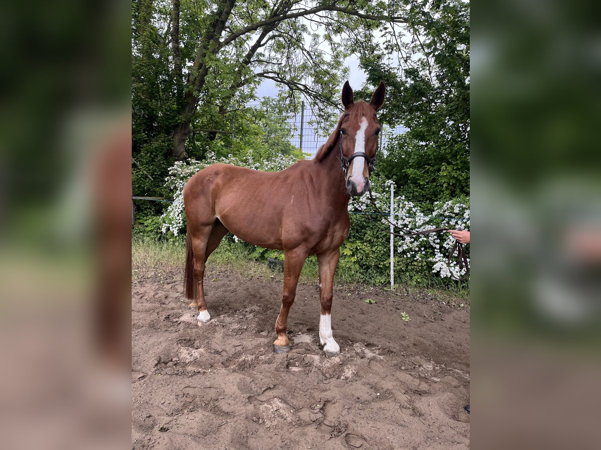 Caballo de salto Oldenburgo Caballo castrado 7 años 168 cm Alazán in L&#xE4;rz