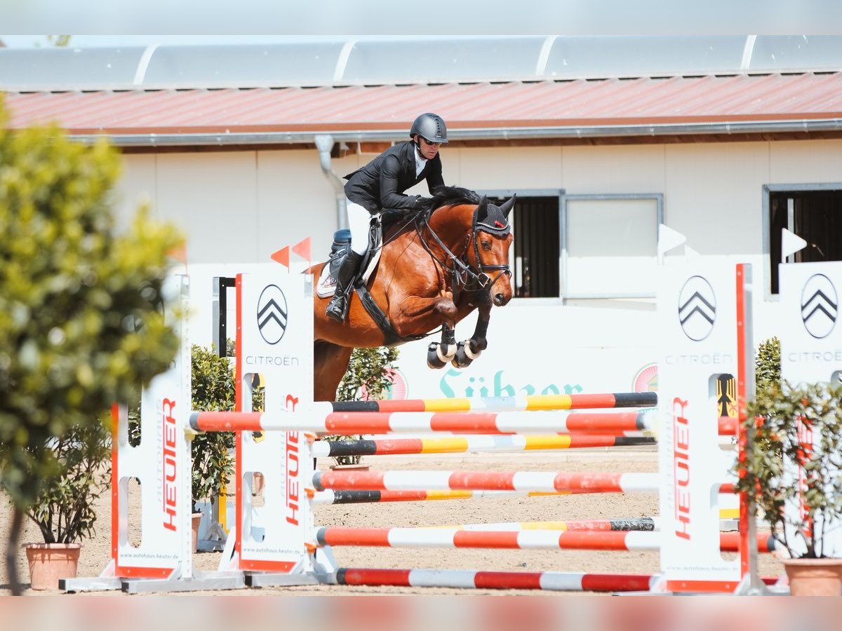 Caballo de salto Oldenburgo Caballo castrado 7 años 168 cm Castaño in PenigPenig