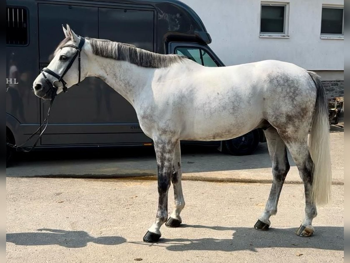 Caballo de salto Oldenburgo Caballo castrado 7 años 170 cm Tordo in Lindlar