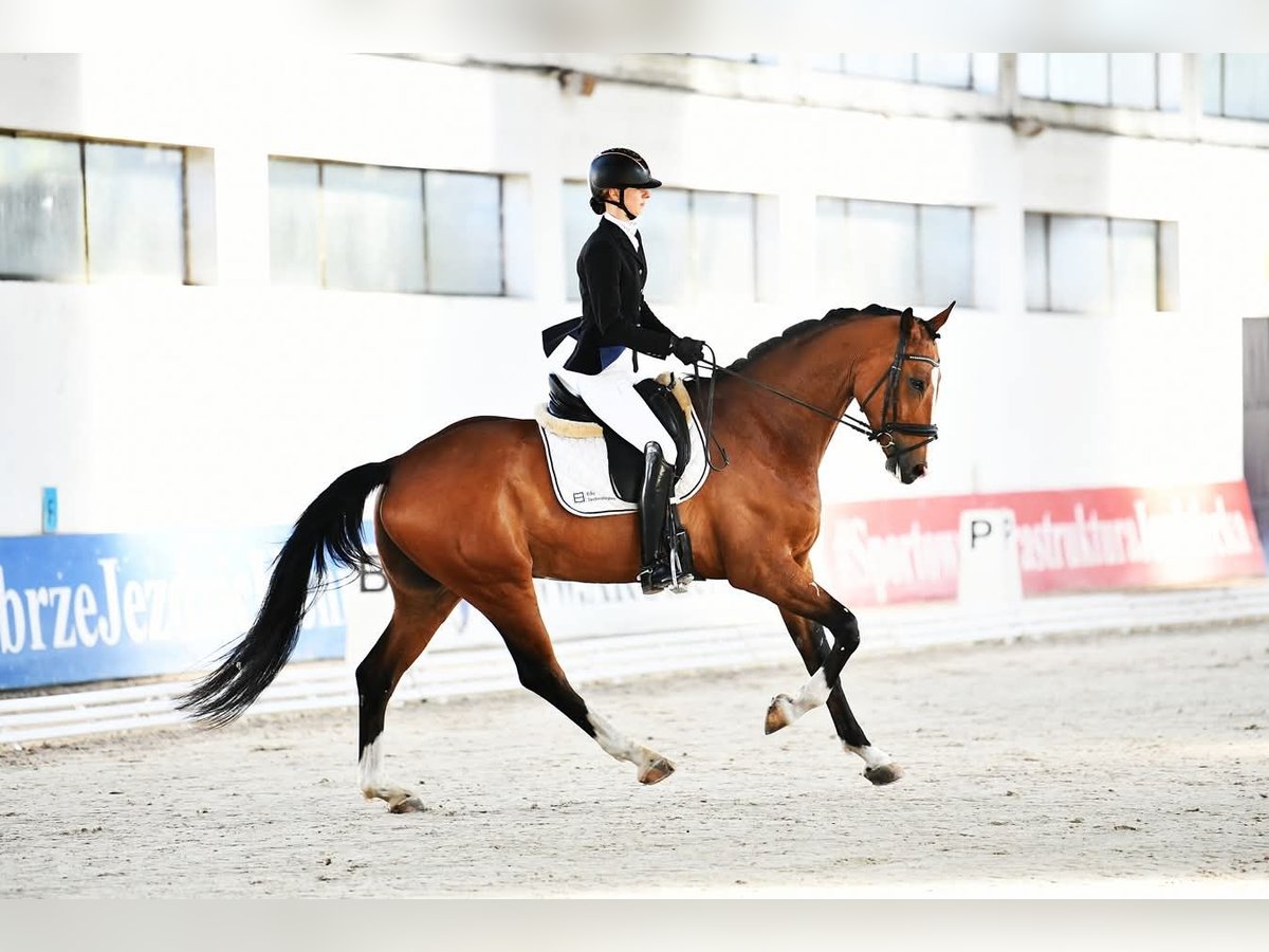 Caballo de salto Oldenburgo Caballo castrado 7 años 174 cm Alazán in Łomna-Las Caballo de salto Oldenburgo Caballo castrado 7 años 174 cm Alazán in Łomna-Las