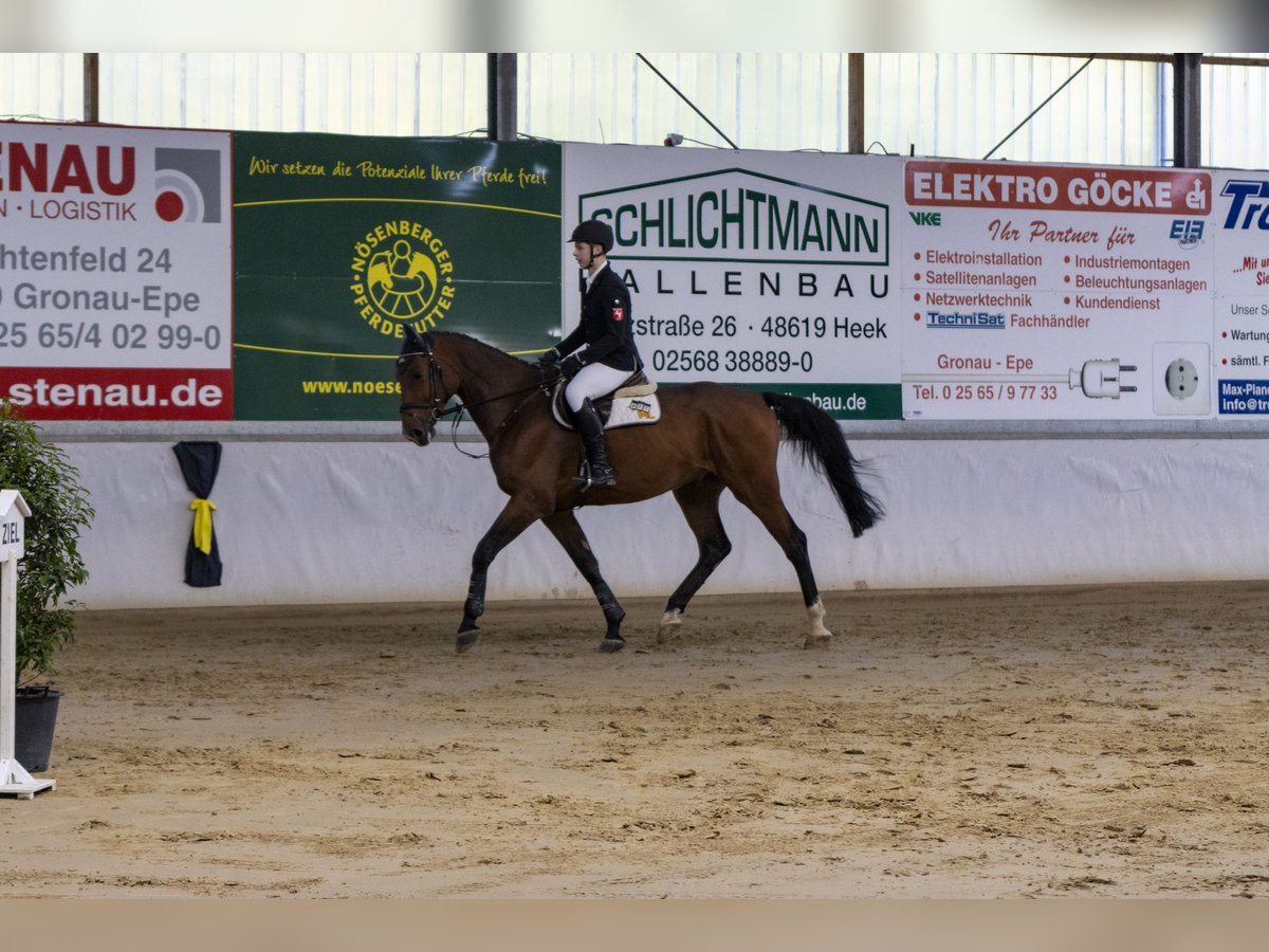 Caballo de salto Oldenburgo Caballo castrado 7 años 176 cm Castaño in Bad Bentheim