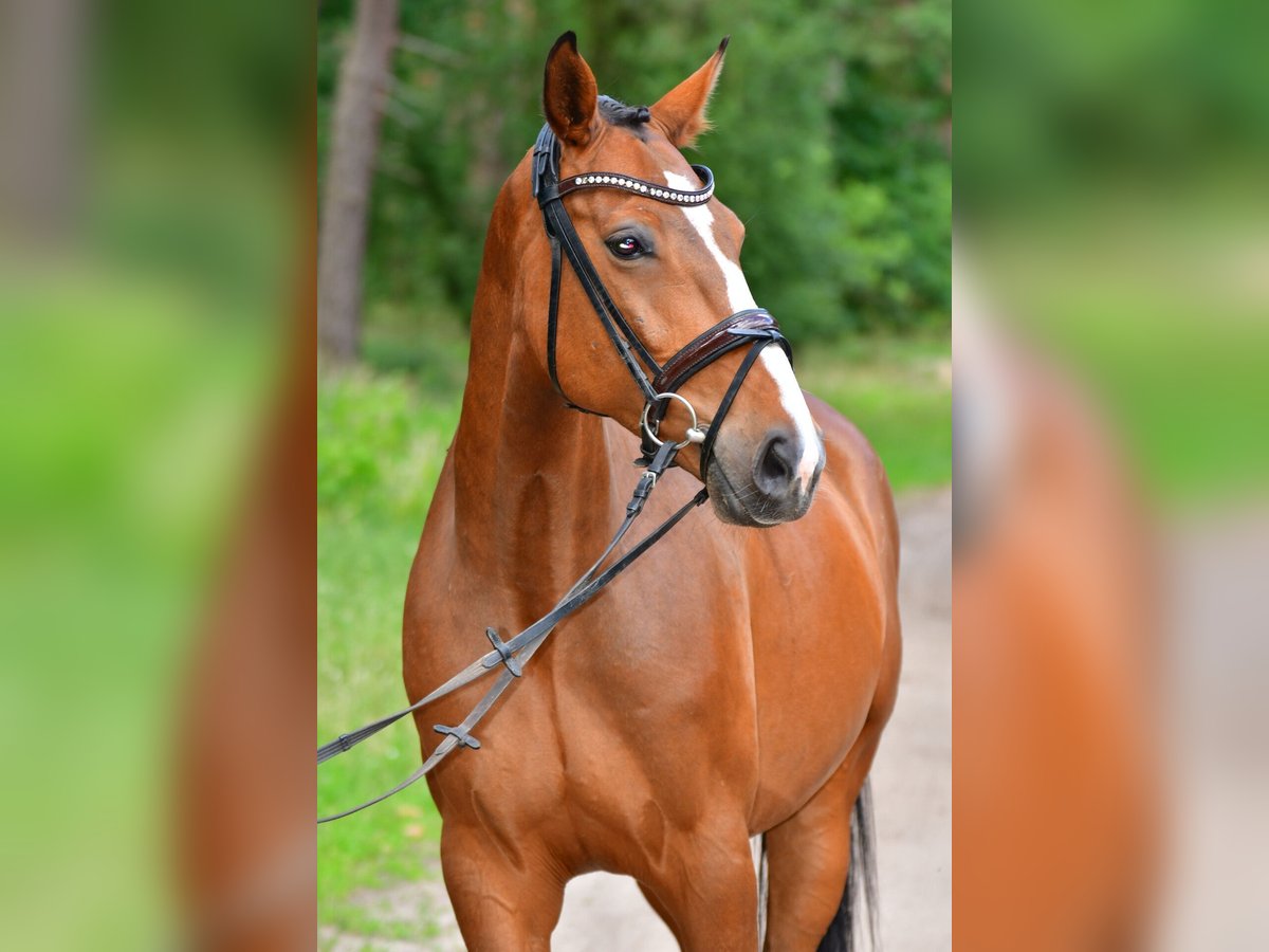 Caballo de salto Oldenburgo Caballo castrado 8 años 160 cm Castaño in Zossen