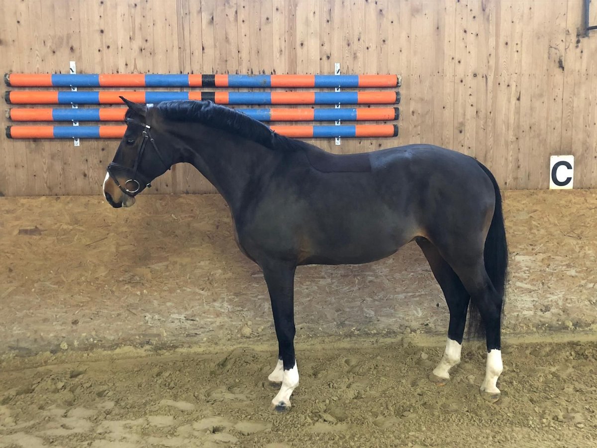 Caballo de salto Oldenburgo Caballo castrado 8 años 166 cm Castaño oscuro in Lachendorf