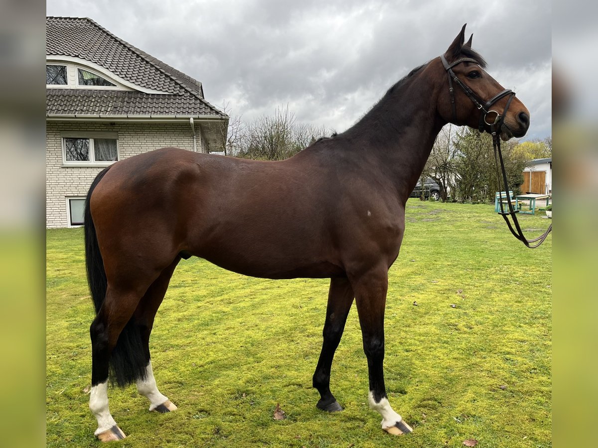 Caballo de salto Oldenburgo Caballo castrado 8 años 167 cm Castaño in Nienburg (Weser)