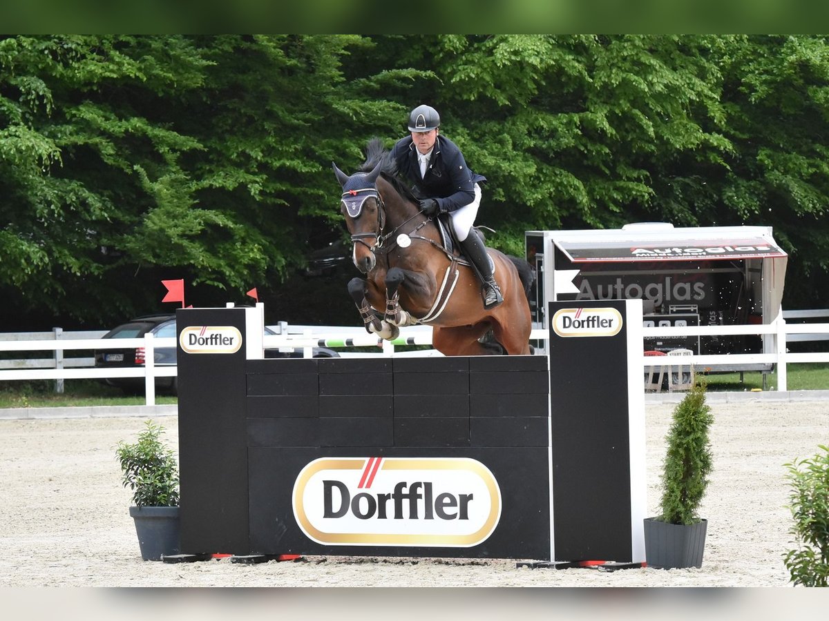 Caballo de salto Oldenburgo Caballo castrado 8 años 167 cm Castaño in Essen (Oldenburg)