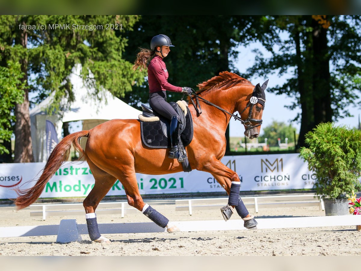 Caballo de salto Oldenburgo Caballo castrado 8 años 170 cm Alazán in WroninZakrzów