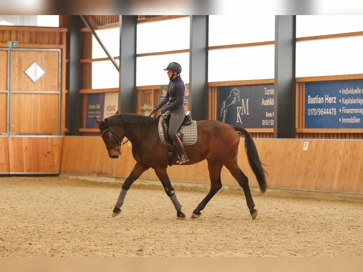 Caballo de salto Oldenburgo Caballo castrado 8 años 185 cm Castaño in Syke