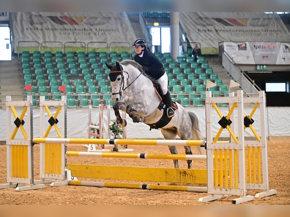 Caballo de salto Oldenburgo Caballo castrado 8 años Tordo in Wächtersbach