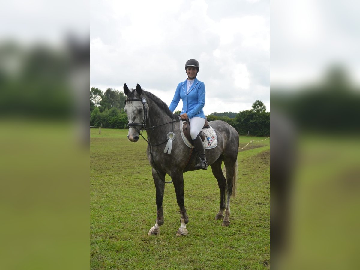 Caballo de salto Oldenburgo Caballo castrado 9 años 167 cm Tordo in Elmenhorst