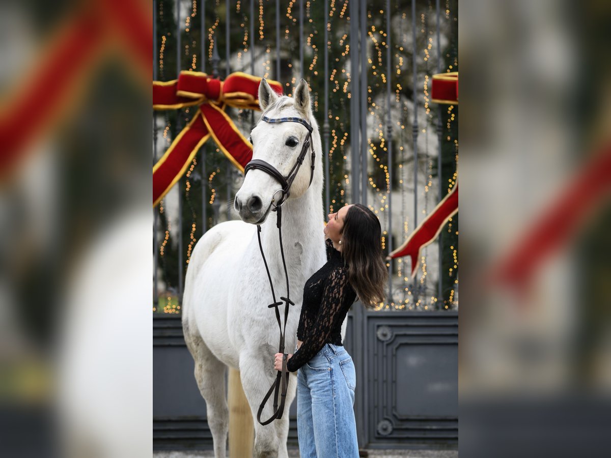 Caballo de salto Oldenburgo Caballo castrado 9 años 168 cm Tordo picazo in Jettingen-Scheppach