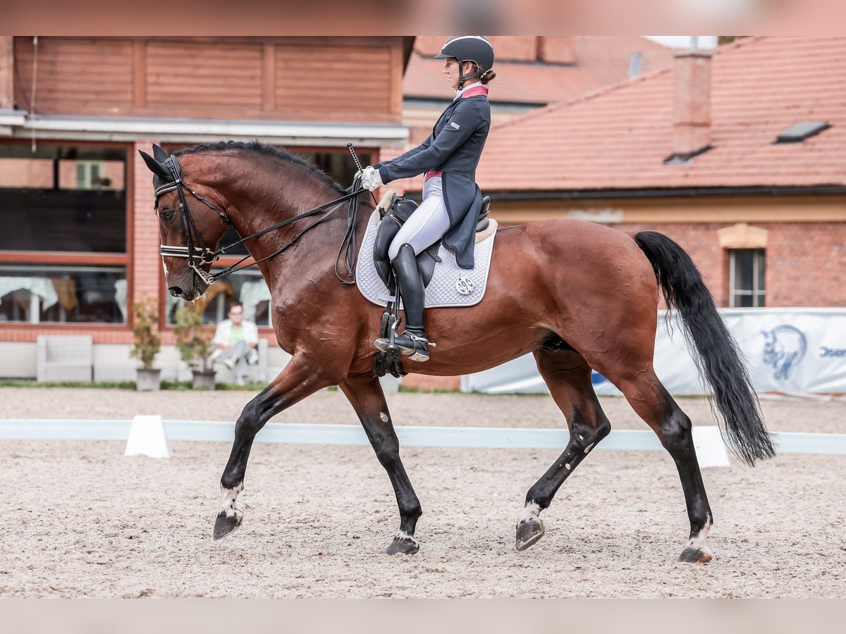 Caballo de salto Oldenburgo Semental 14 años 172 cm Castaño rojizo in Prague