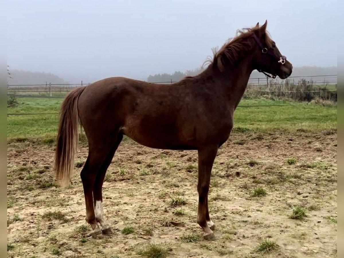 Caballo de salto Oldenburgo Semental 1 año 150 cm Alazán-tostado in Hüven