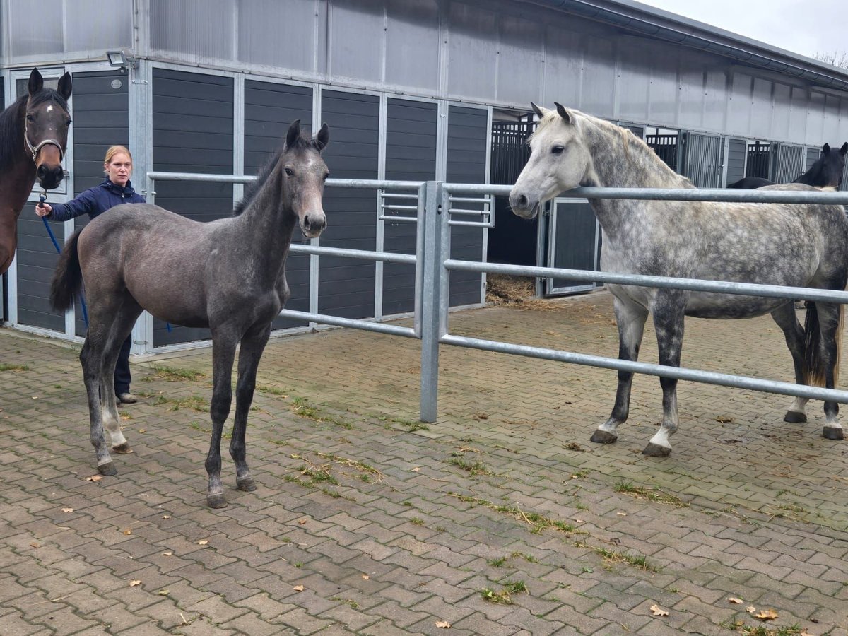 Caballo de salto Oldenburgo Semental 1 año 165 cm Tordo in Hessisch Oldendorf