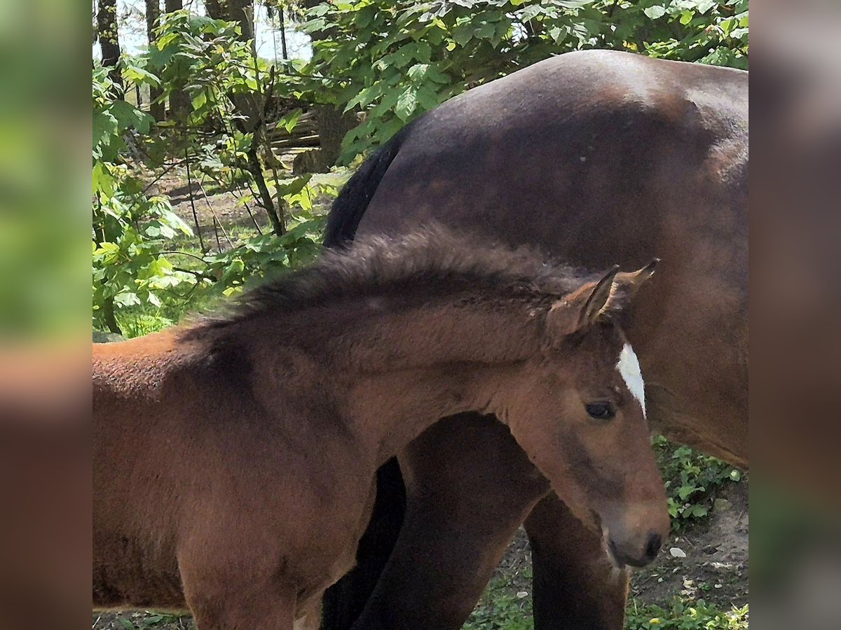 Caballo de salto Oldenburgo Semental 1 año 170 cm Castaño oscuro in Lindern (Oldenburg)