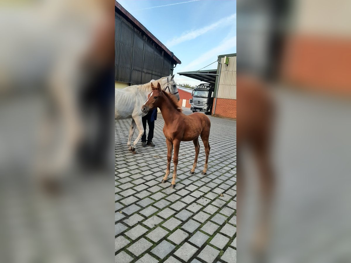 Caballo de salto Oldenburgo Semental 1 año Alazán in Kluse