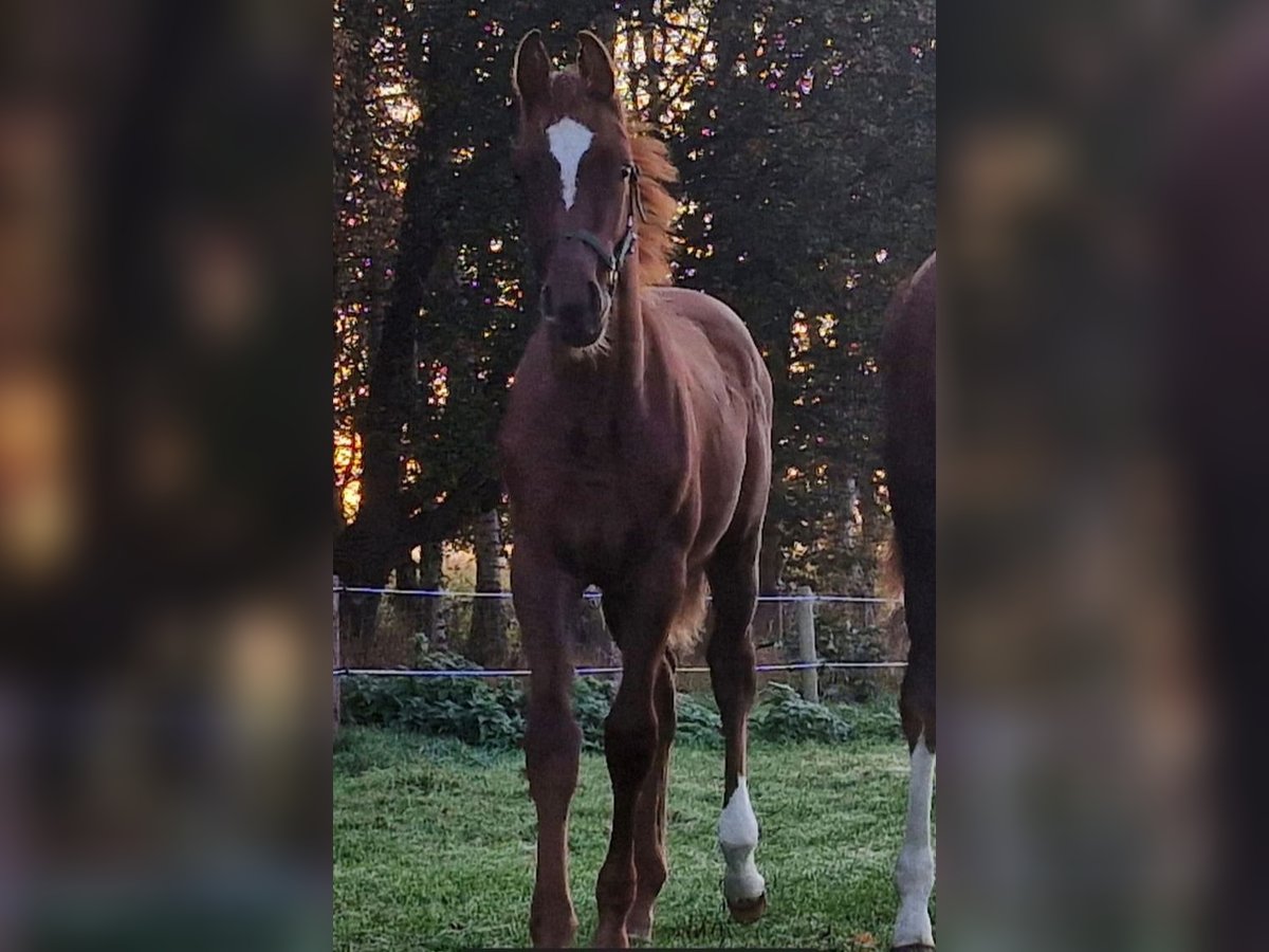 Caballo de salto Oldenburgo Semental 1 año Alazán-tostado in Großenkneten