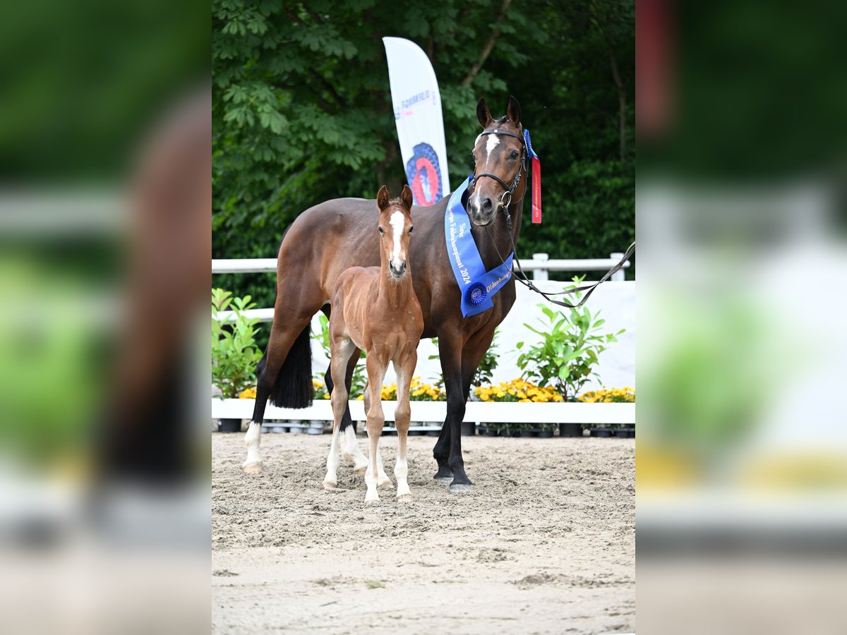 Caballo de salto Oldenburgo Semental 1 año Castaño in Pfalzgrafenweiler