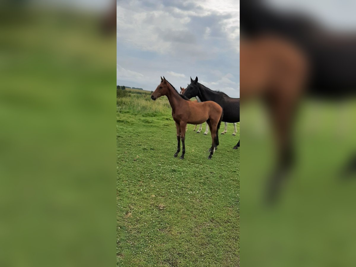 Caballo de salto Oldenburgo Semental 1 año Castaño in Jemgum