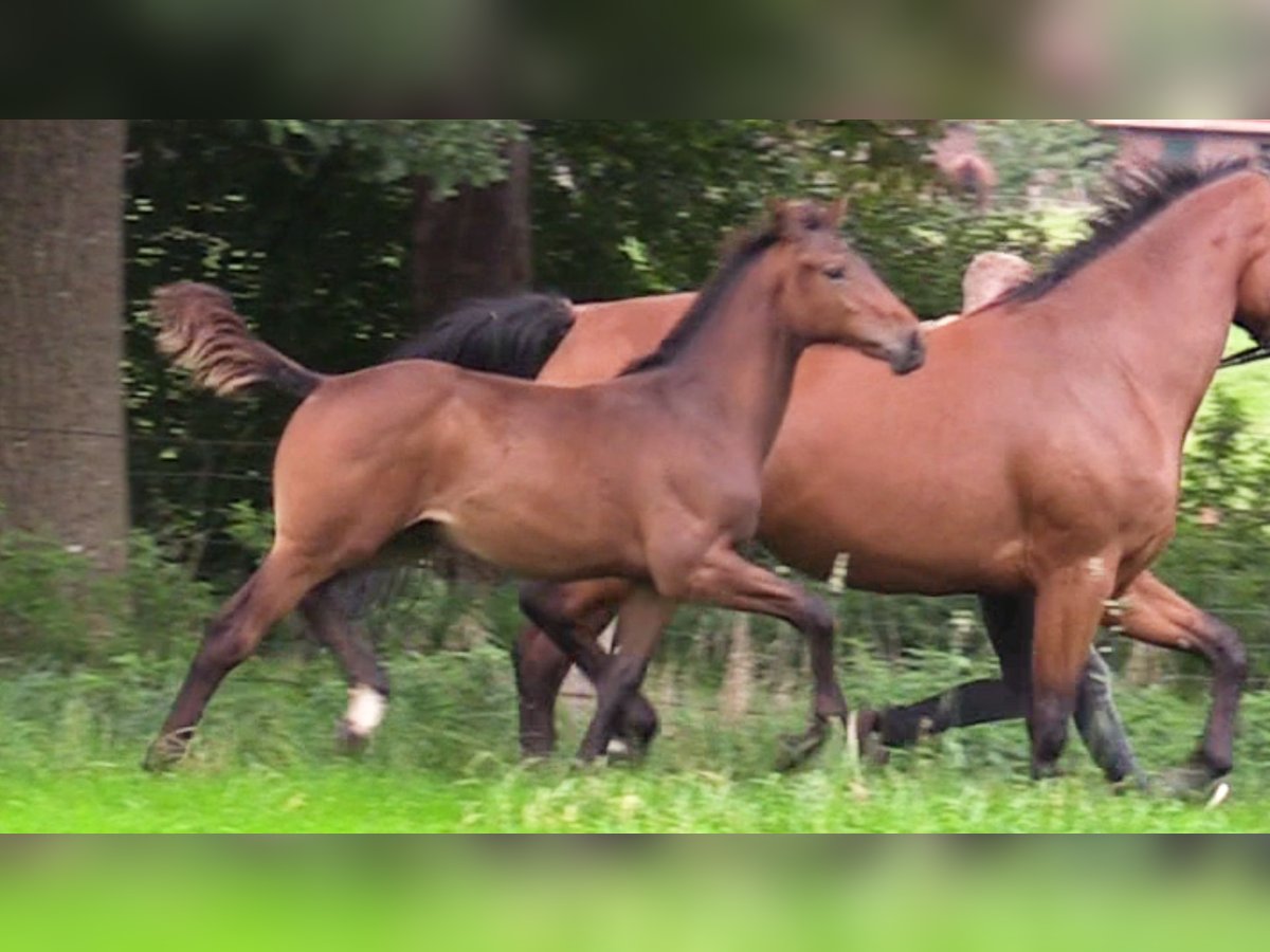 Caballo de salto Oldenburgo Semental 1 año Castaño oscuro in Cloppenburg