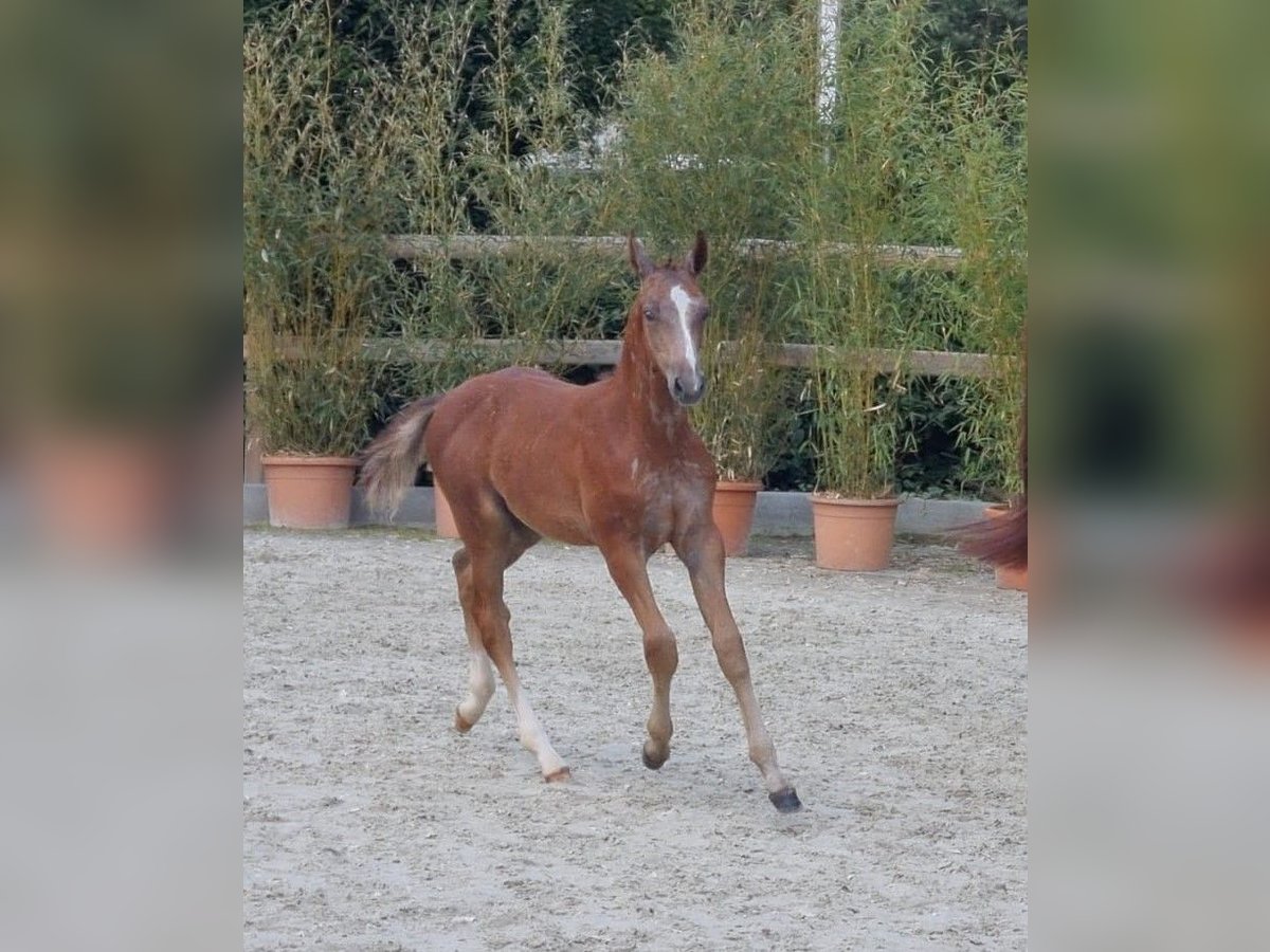 Caballo de salto Oldenburgo Semental 1 año Tordo in Bösel