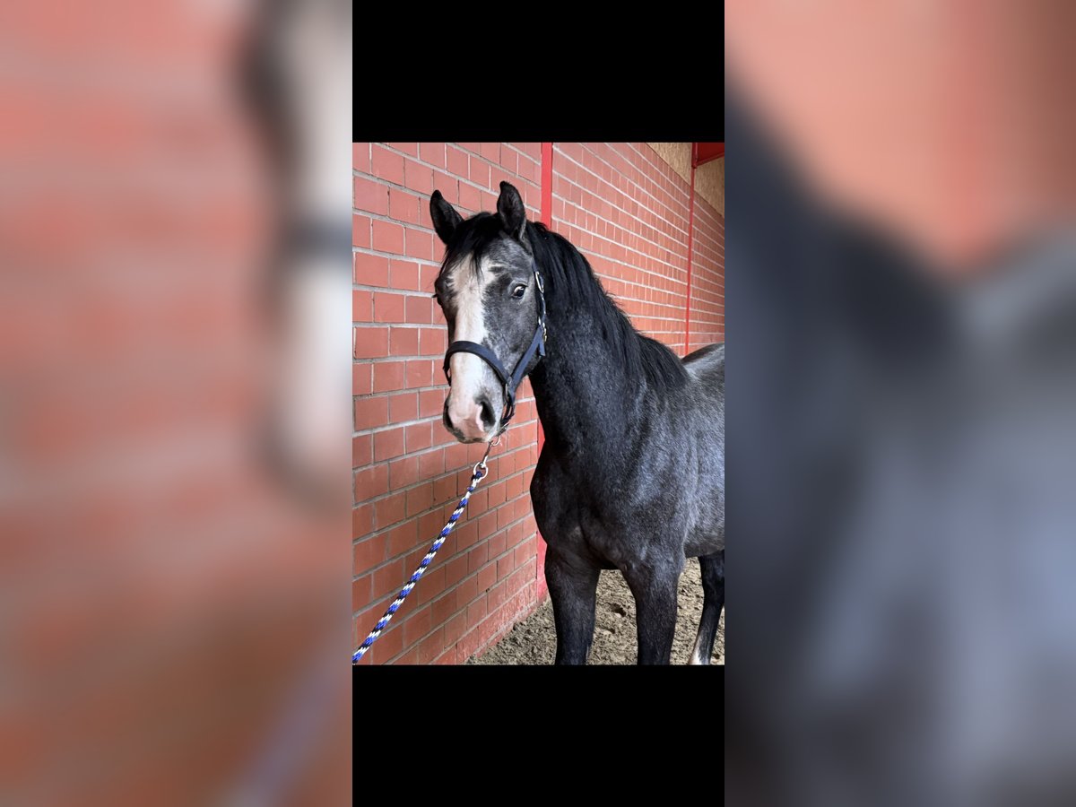 Caballo de salto Oldenburgo Semental 2 años 162 cm Tordo in Bramsche