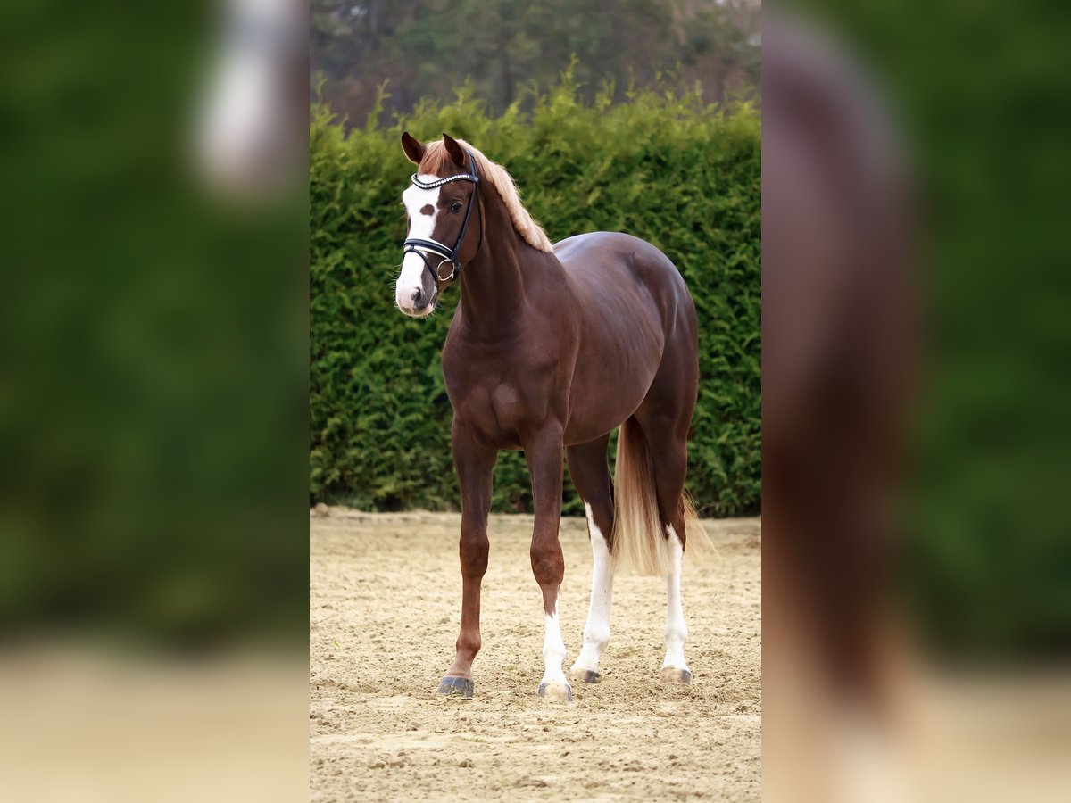 Caballo de salto Oldenburgo Semental 2 años 170 cm Alazán-tostado in Gersten