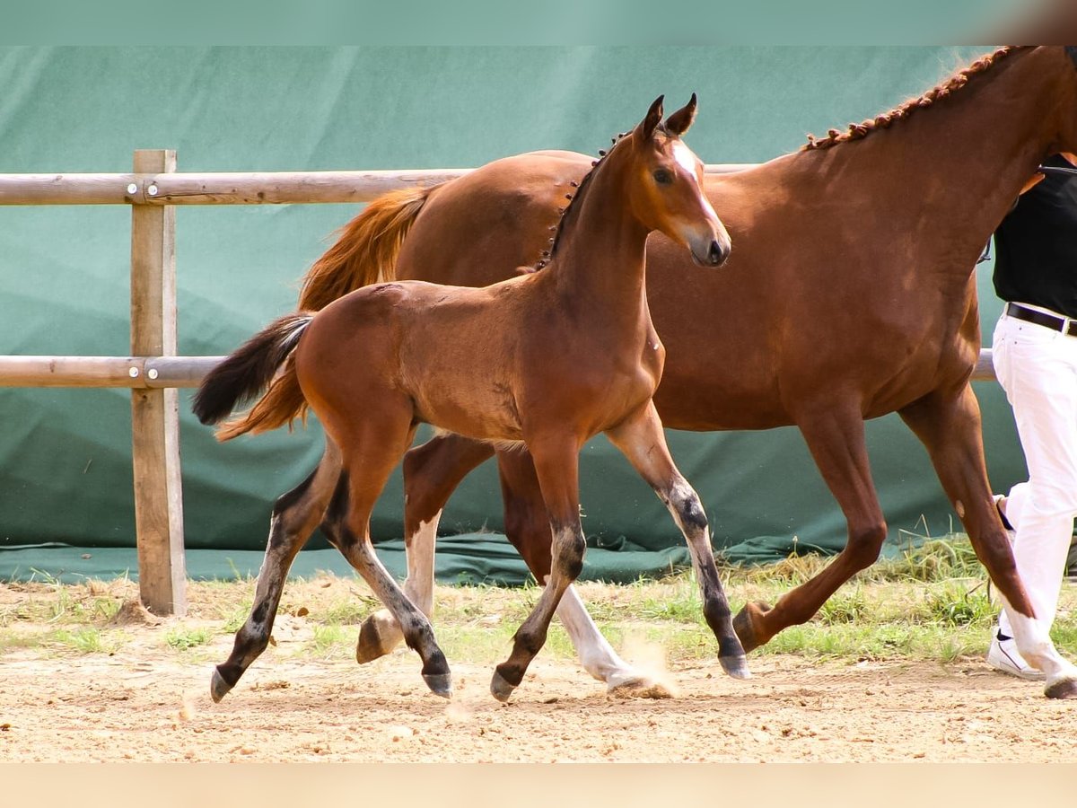 Caballo de salto Oldenburgo Semental 2 años 170 cm Castaño in Groß Roge