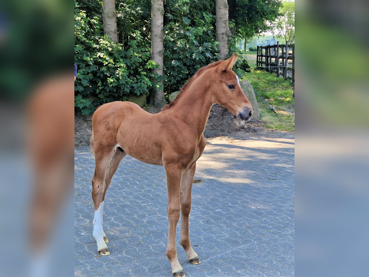 Caballo de salto Oldenburgo Semental 2 años 173 cm in Lindern (Oldenburg)