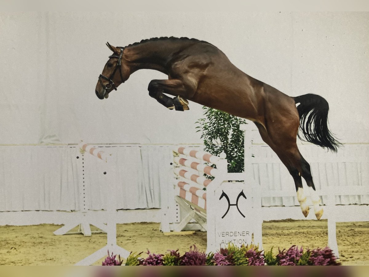 Caballo de salto Oldenburgo Semental 2 años 173 cm Castaño oscuro in Klein Berßen