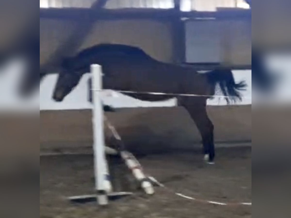 Caballo de salto Oldenburgo Semental 2 años Castaño in Dahlenburg