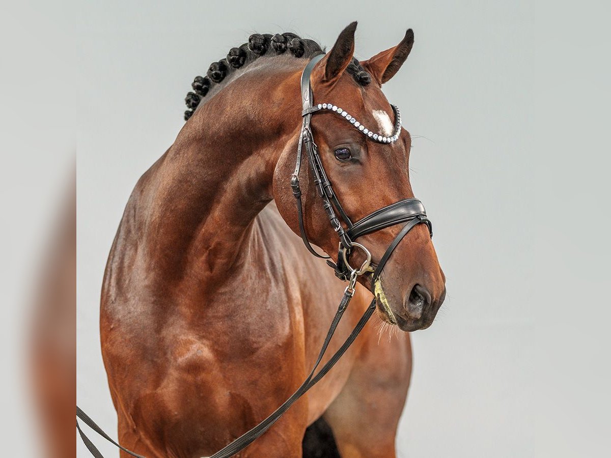 Caballo de salto Oldenburgo Semental 2 años Castaño in Münster-Handorf