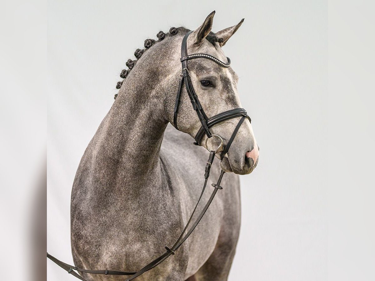 Caballo de salto Oldenburgo Semental 2 años Tordo in Münster-Handorf