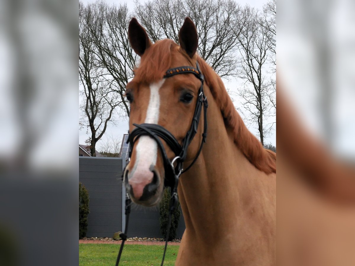 Caballo de salto Oldenburgo Semental 3 años 158 cm Alazán in Werlte