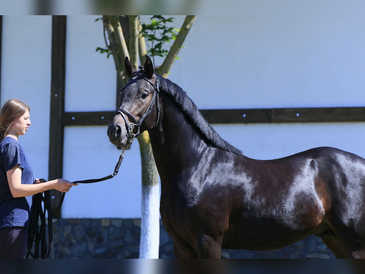 Caballo de salto Oldenburgo Semental 3 años 160 cm Castaño oscuro in Britovka