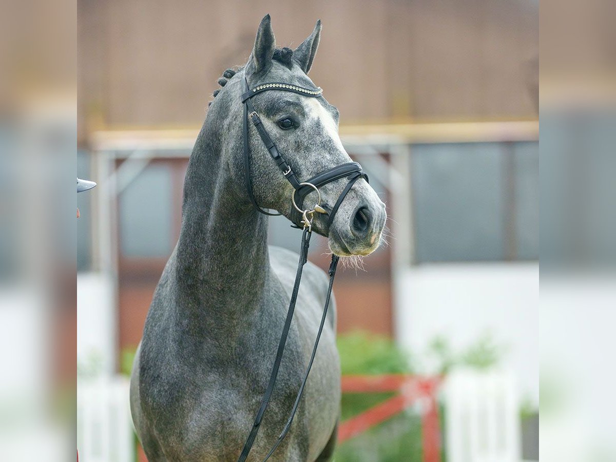 Caballo de salto Oldenburgo Semental 3 años 165 cm Tordo in M&#xFC;nster-Handorf