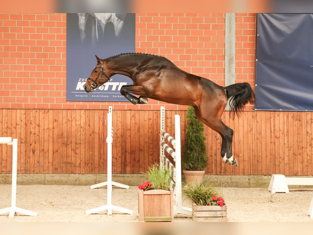 Caballo de salto Oldenburgo Semental 3 años 168 cm Castaño oscuro in Lastrup