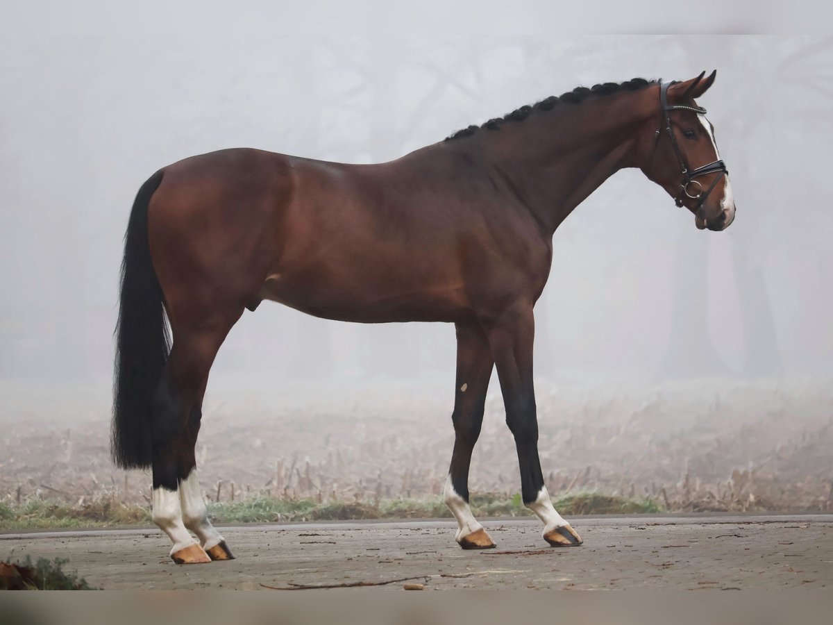 Caballo de salto Oldenburgo Semental 3 años 171 cm Castaño oscuro in Klein Berßen